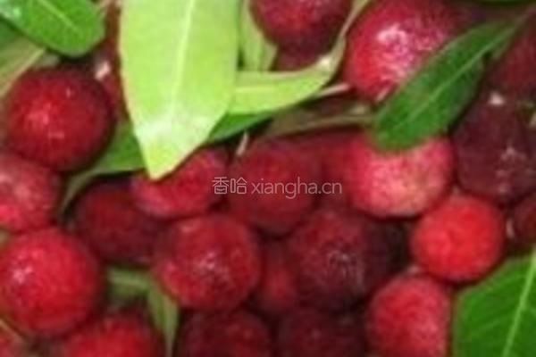 杨梅饮的做法图解1