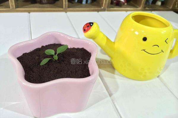 自制手工酸奶的做法图解8