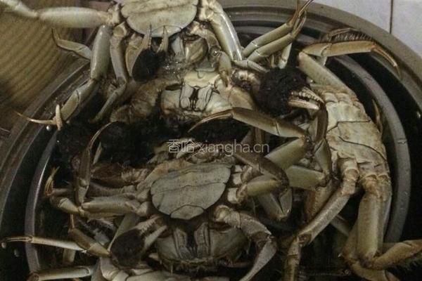 清蒸大闸蟹的做法图解3