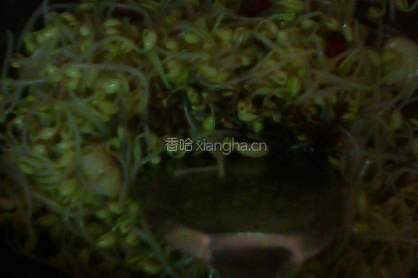 豆芽粉丝的做法图解5