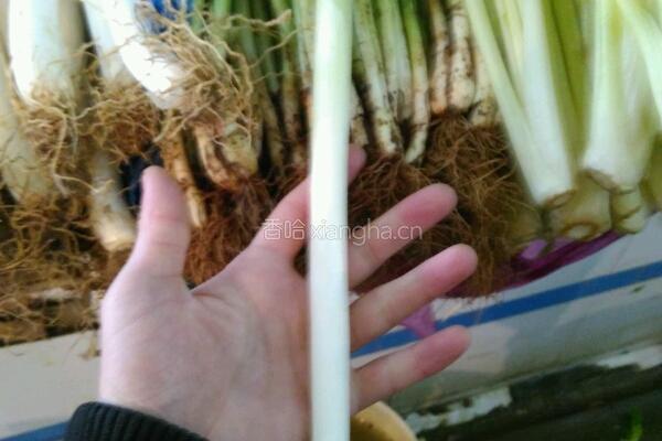 正宗辣子鸡丁的做法图解4