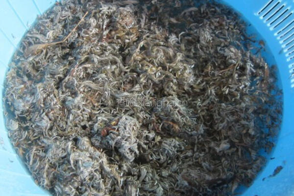 绵茵陈鲫鱼汤的做法图解3