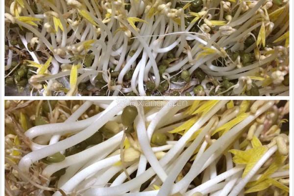 绿豆芽的做法图解6