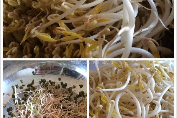 绿豆芽的做法图解7