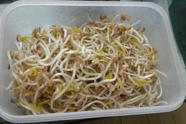 学做绿豆芽