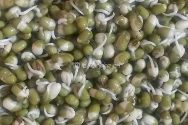 学做绿豆芽的做法图解1