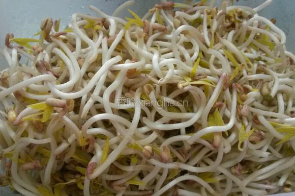 学做绿豆芽的做法图解8