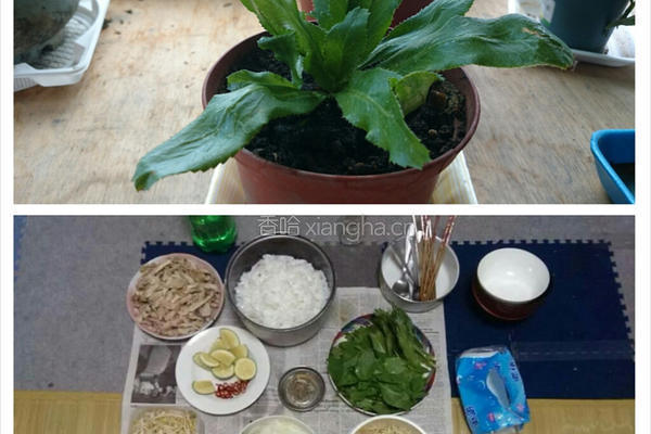 越南鸡肉河粉的做法图解7