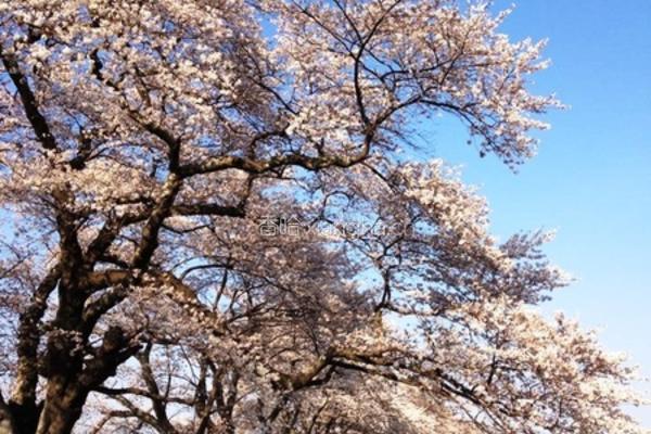 樱花满开草莓饼干的做法图解3