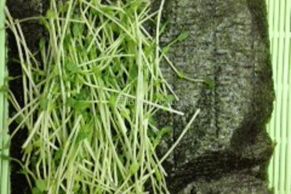 海苔豆苗卷的做法图解1