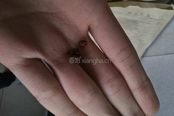 麻辣葱香豆腐的做法图解5