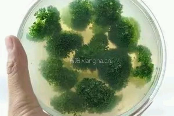 蔬菜水晶冻的做法图解13
