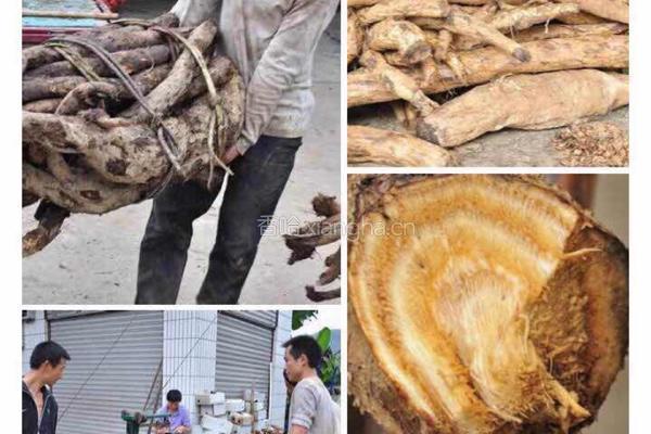 养生葛粉羹的做法图解4