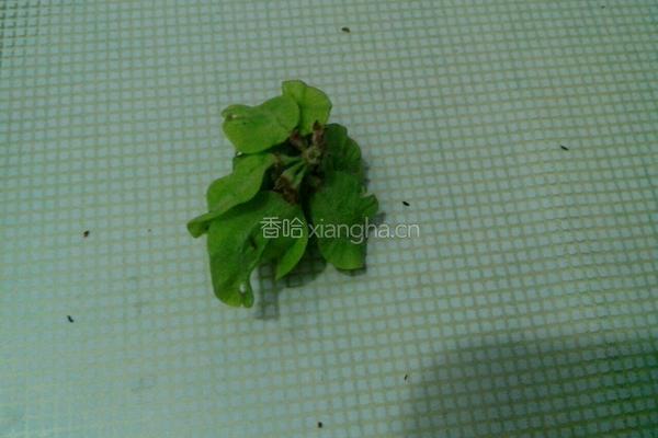 榆树钱蛋花汤的做法图解2