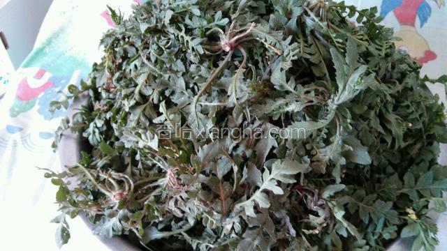 挖回家的荠菜，清理干净黄叶子。