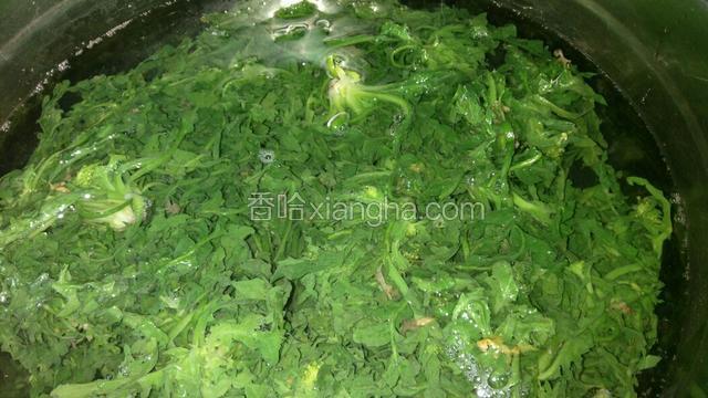 把荠菜洗干净，山野菜得多洗几遍，土比较多，锅里放凉水，烧开，把荠菜抄水，抄完水捞出来，放凉水里。