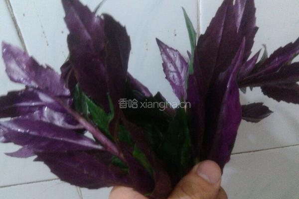 鱼汤浸紫蕨菜的做法图解1