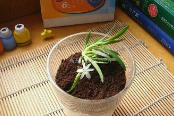 盆栽酸奶的做法图解5