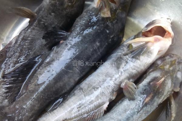昂刺鱼豆腐汤的做法图解3