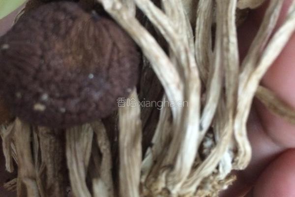 茶树菇筒骨汤的做法图解1