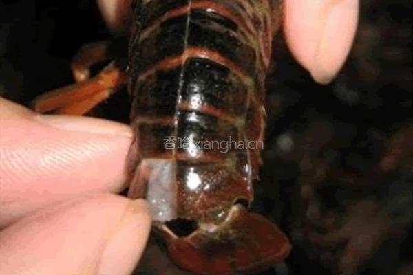 湖北潜江油焖大虾（特推）的做法图解3