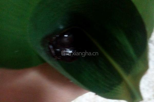 豆沙糯米粽的做法图解7