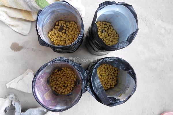 自制黄豆芽（饮料瓶）的做法图解4