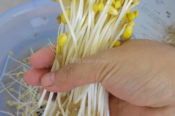 自制黄豆芽（饮料瓶）的做法图解9