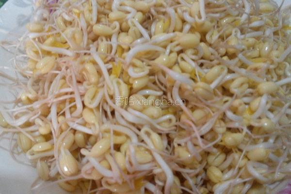 自制绿豆芽的做法图解6