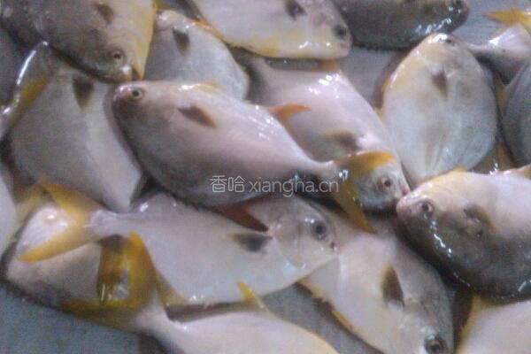 香煎金仓鱼的做法图解1