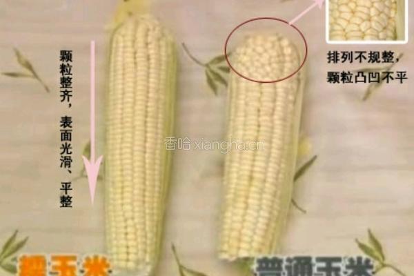 奶油香甜玉米棒的做法图解7