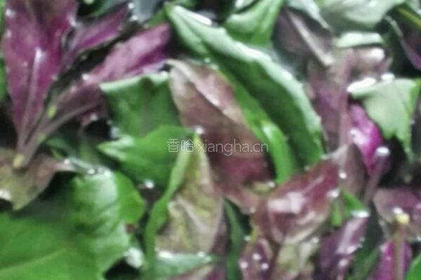 血皮菜凉拌猪肝的做法图解4