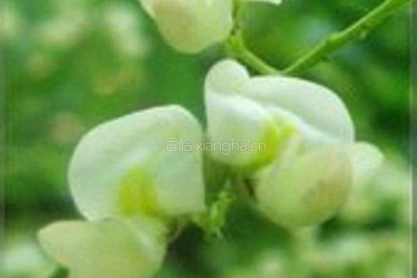 槐花炒蛋的做法图解1
