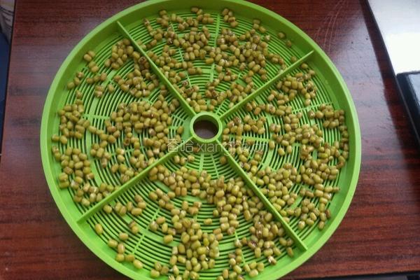 芽苗菜的做法图解3