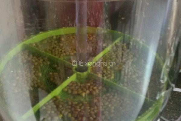 芽苗菜的做法图解5