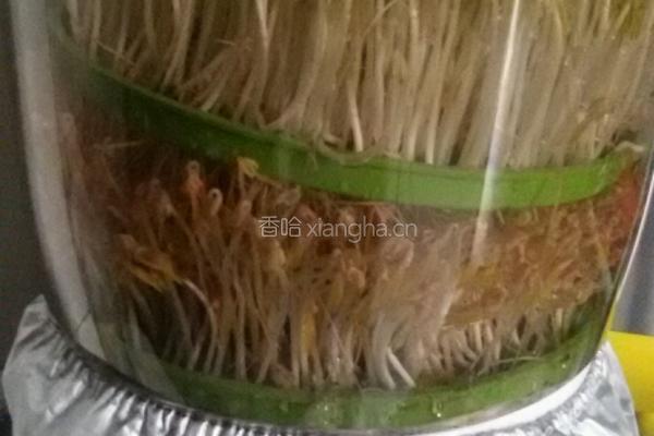 芽苗菜的做法图解7