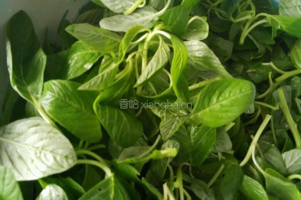 凉拌小米菜的做法图解1