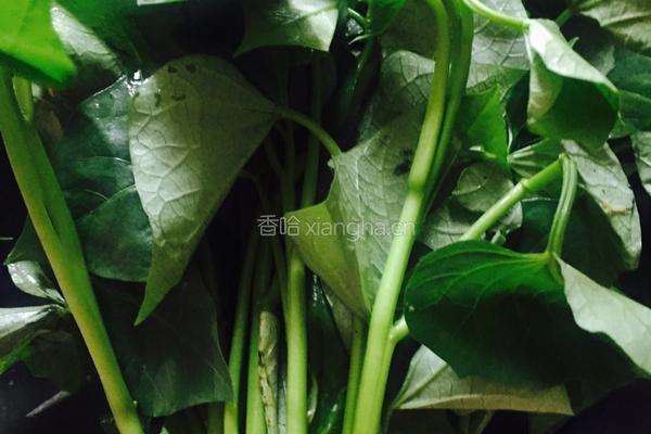 清炒红薯叶的做法图解1