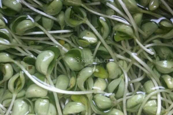 芝香凉拌豆苗的做法图解2