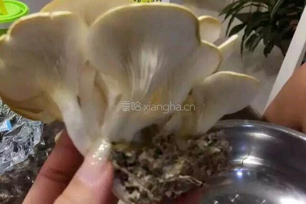 干炸蘑菇的做法图解1