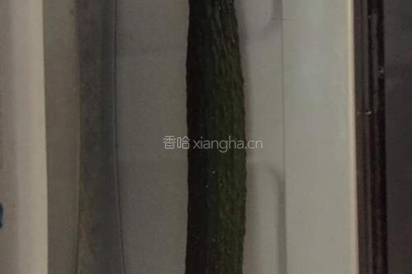 凉拌小黄瓜的做法图解1