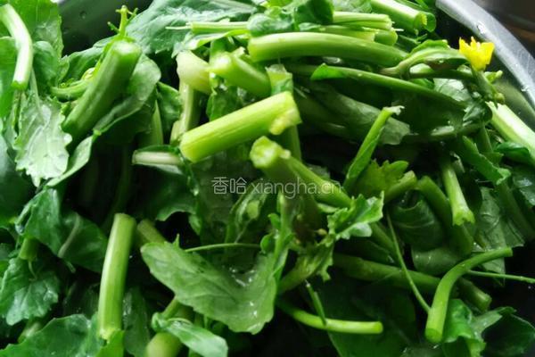 炒菜苔的做法图解1