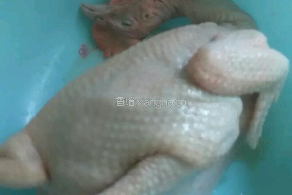 白切鸡的做法图解1