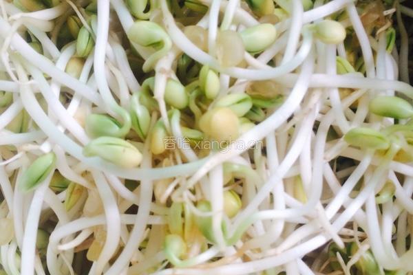 豆芽韭菜炒肉的做法图解1