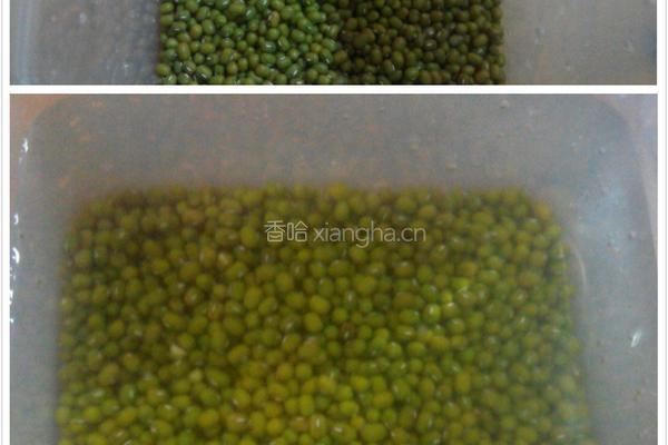 自制豆芽(环保版)的做法图解1