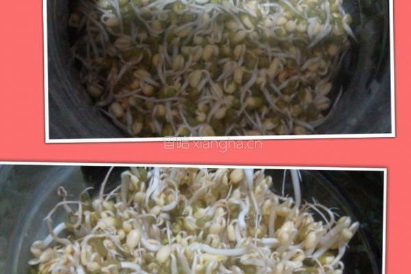 自制豆芽(环保版)的做法图解5