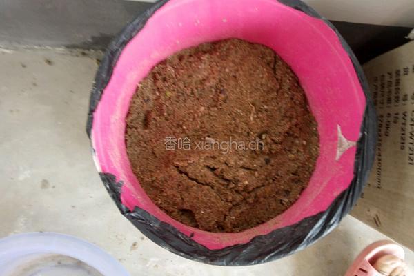 自制绿豆芽（沙培法）的做法图解4