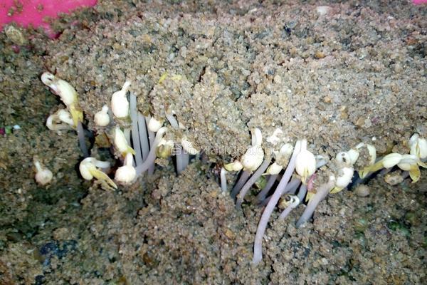 自制绿豆芽（沙培法）的做法图解6