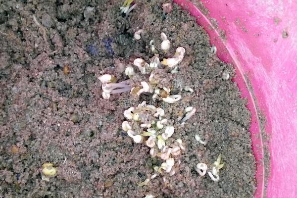 自制绿豆芽（沙培法）的做法图解7