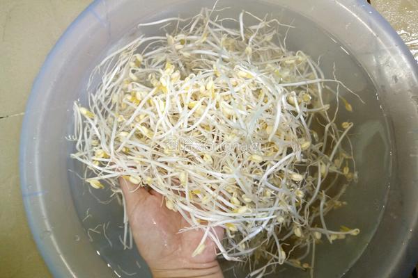 自制绿豆芽（沙培法）的做法图解10